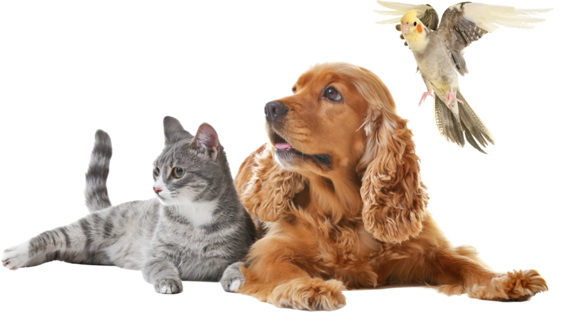 cachorrogato1